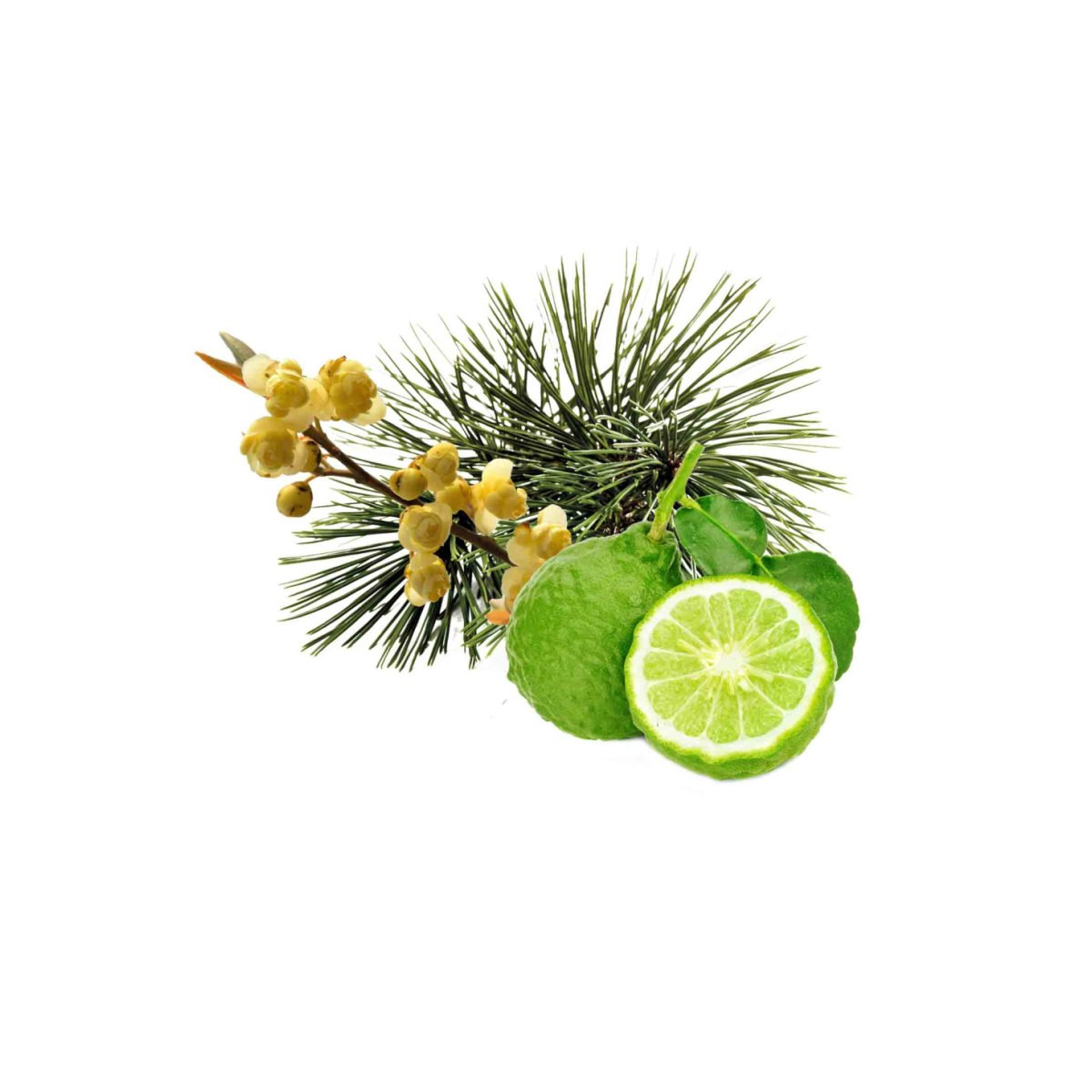 Saunová esencia-Arola pine-bergamot-litsea 100 ml 