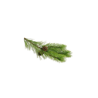 Saunová esencia - Mountain Pine 100 ml
